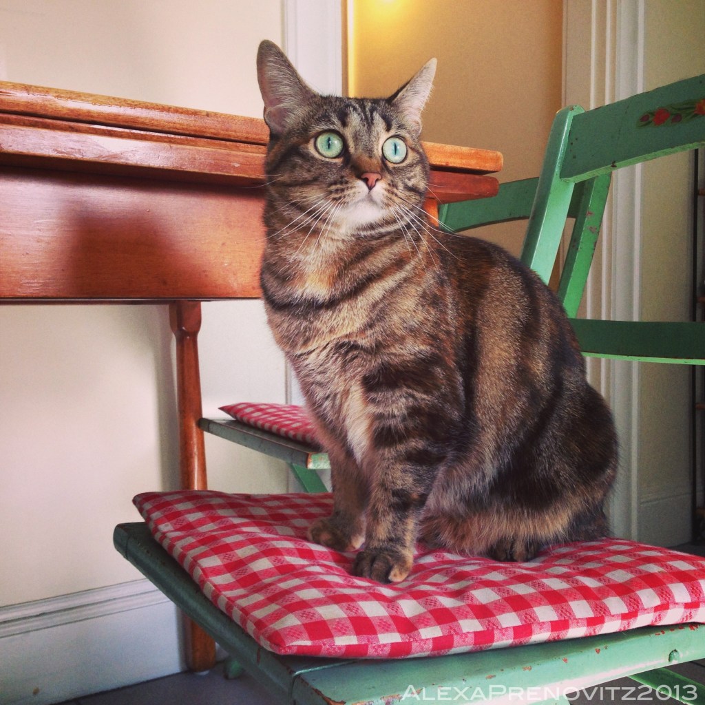 Olive usually supervises all kitchen activity from her cottage chair perch.  You know, on the off-chance that what we're making magically transforms into fish for her. 