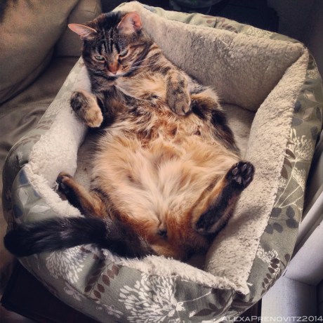 Olive in her strictly chicken-flavored brand specific cat food coma. 